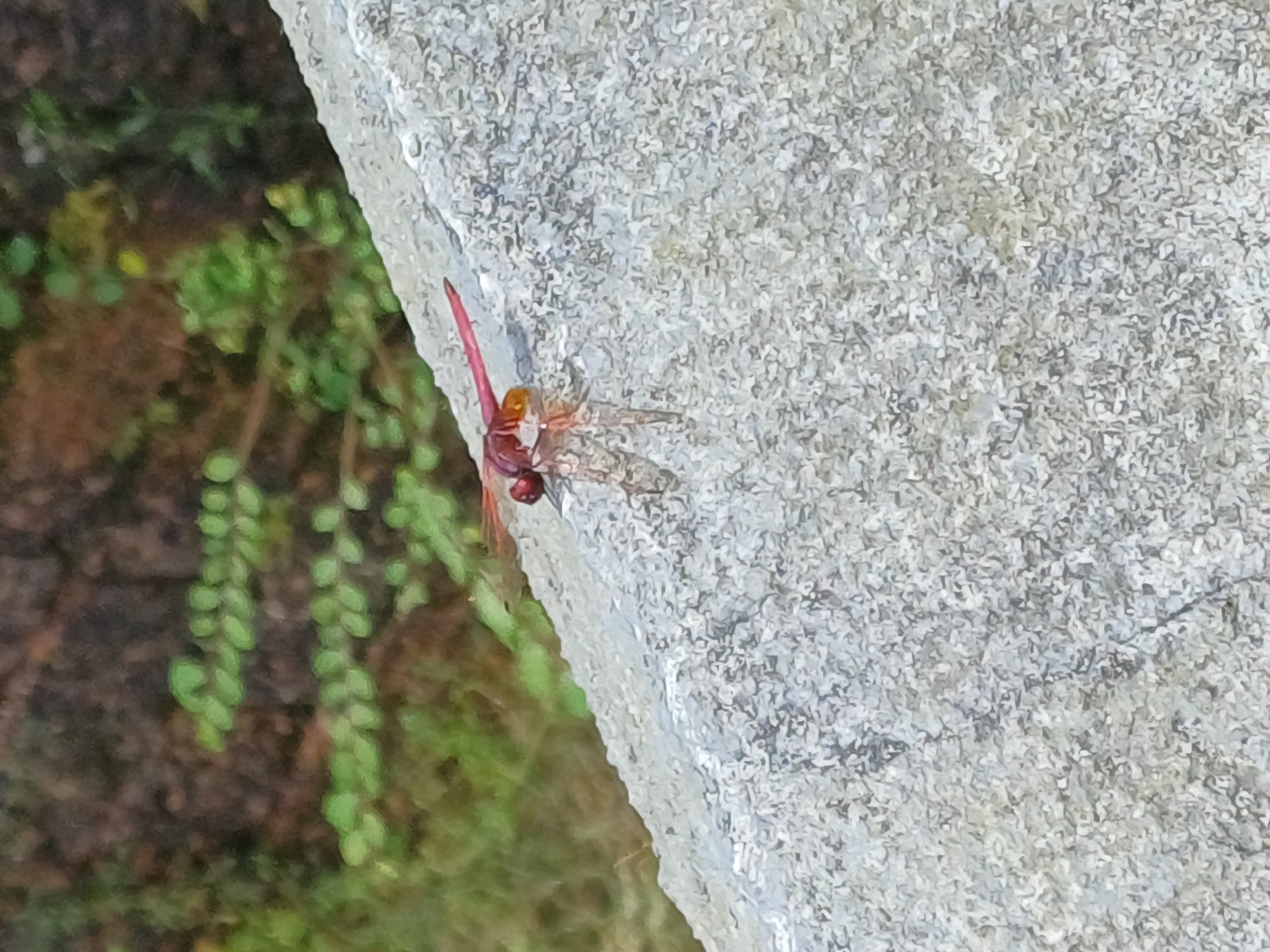 A red dragonfly resting on a granite ledge, watched up close