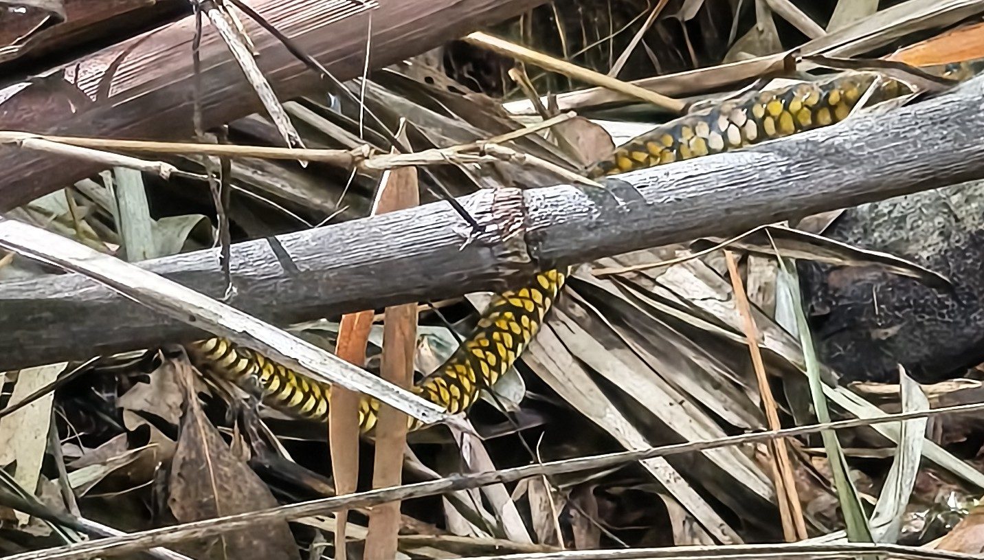 A snake camouflaged among dry palm fronds and leaf litter on the forest floor